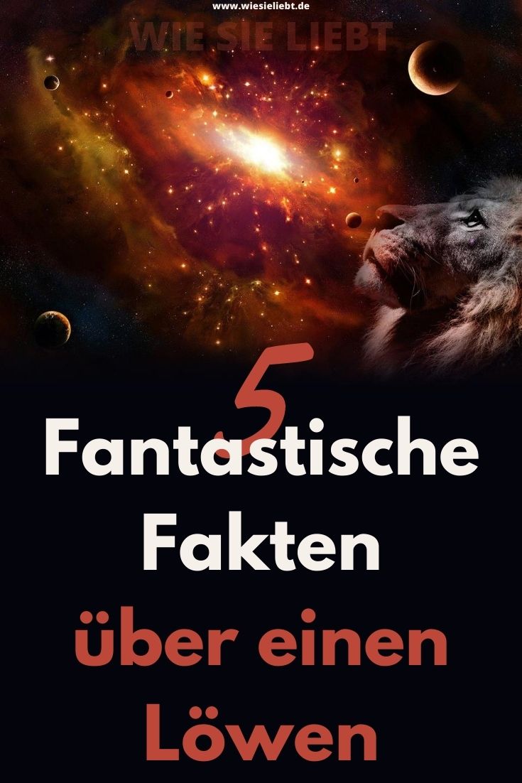 5-Fantastische-Fakten-über-einen-Löwen