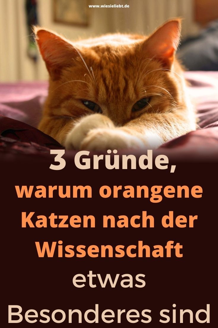 3-Gründe-warum-orangene-Katzen-nach-der-Wissenschaft-etwas-Besonderes-sind