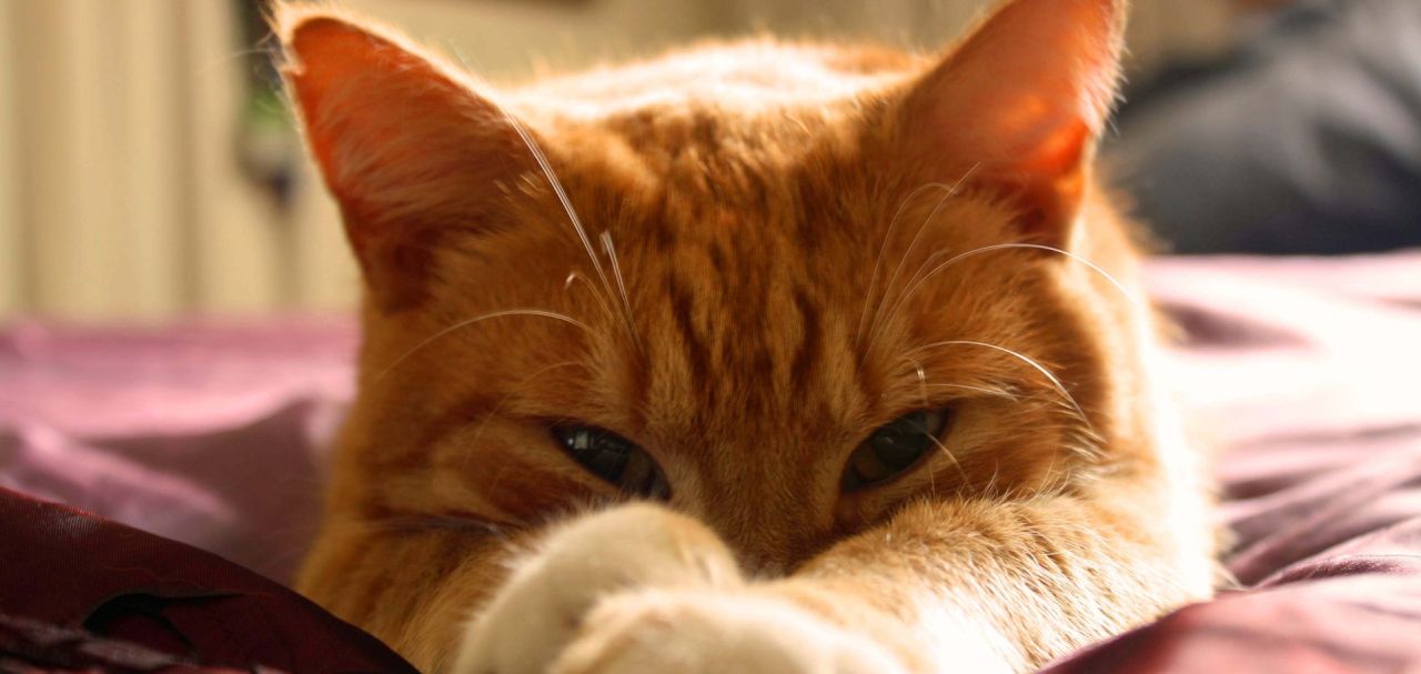 3 Gründe, warum orangene Katzen nach der Wissenschaft etwas Besonderes sind