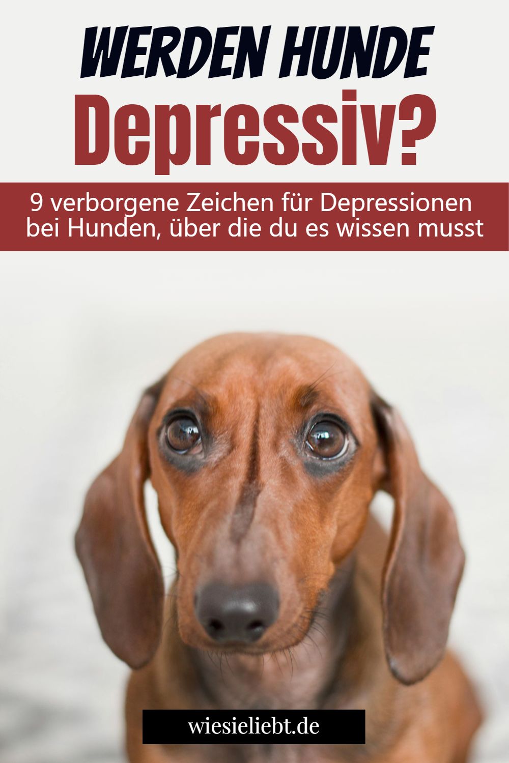 Werden Hunde Depressiv? 9 verborgene Zeichen für Depressionen bei Hunden, über die du es wissen musst