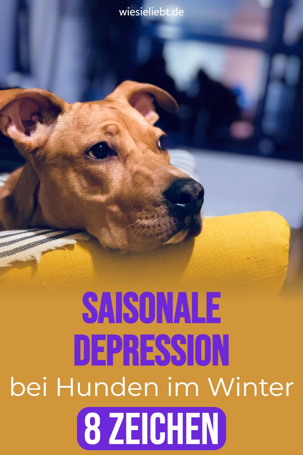 Saisonale Depression bei Hunden im Winter 8 Zeichen