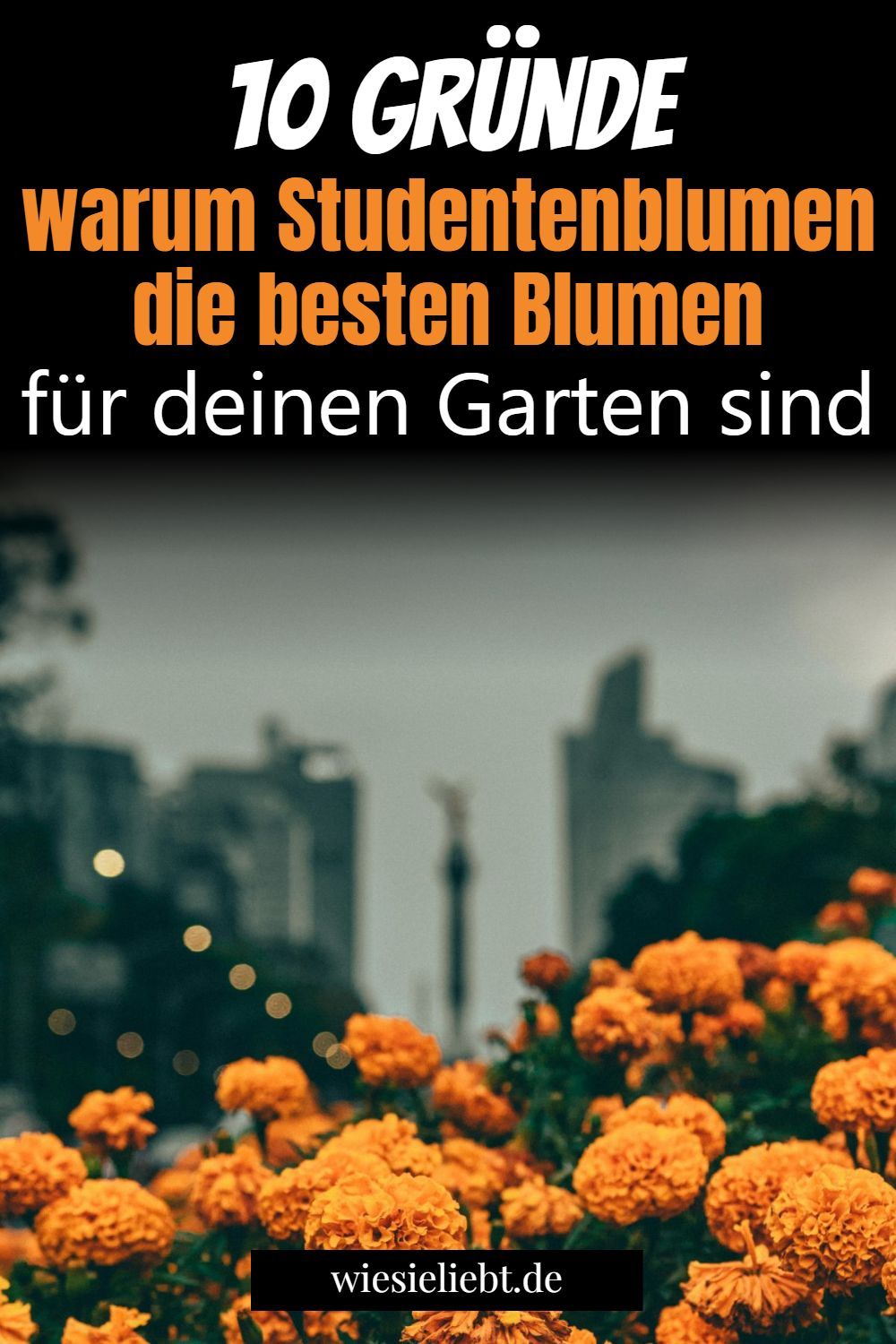 10 Gründe warum Studentenblumen die besten Blumen für deinen Garten sind