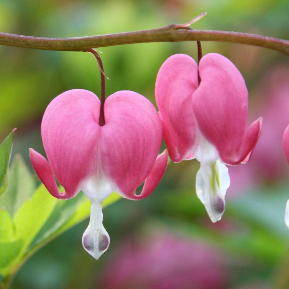 15 bezaubernde Blumen in Rosa- und Fliedertönen zur Verschönerung deines Gartens