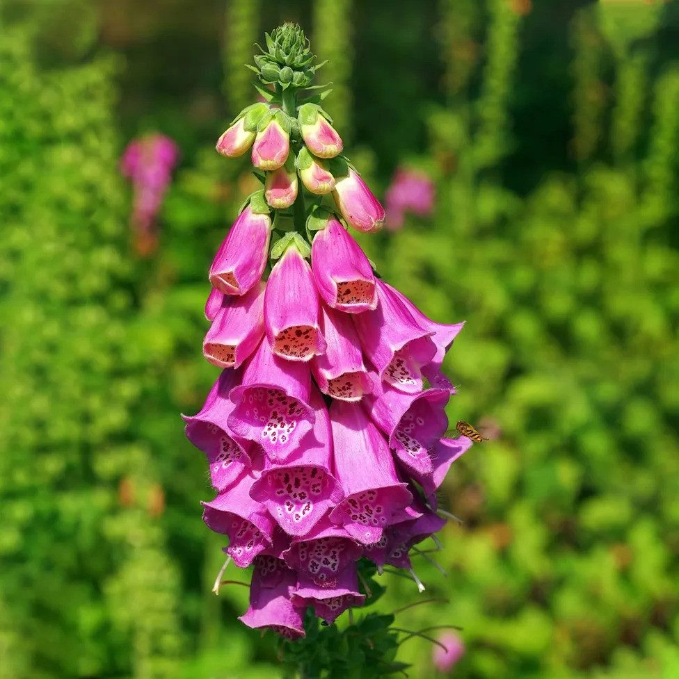 15 bezaubernde Blumen in Rosa- und Fliedertönen zur Verschönerung deines Gartens