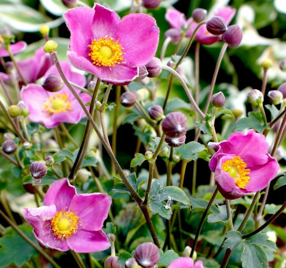 15 bezaubernde Blumen in Rosa- und Fliedertönen zur Verschönerung deines Gartens