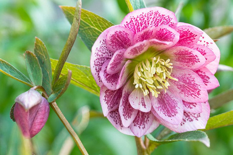 15 bezaubernde Blumen in Rosa- und Fliedertönen zur Verschönerung deines Gartens