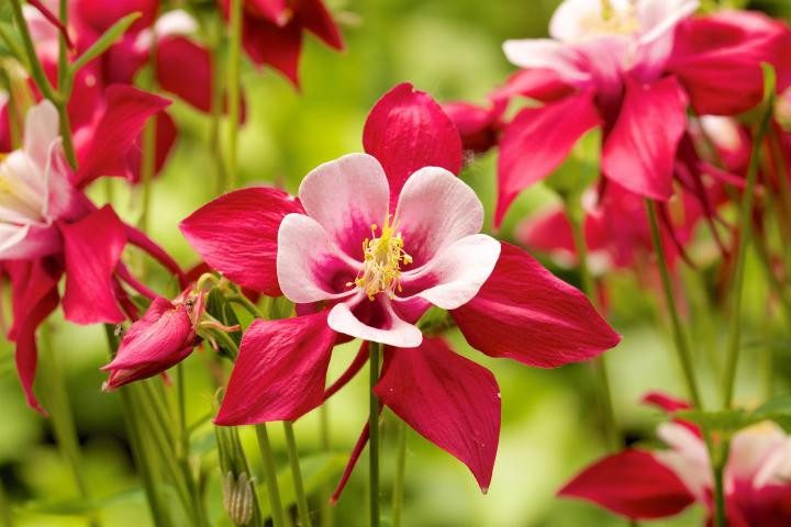 15 bezaubernde Blumen in Rosa- und Fliedertönen zur Verschönerung deines Gartens