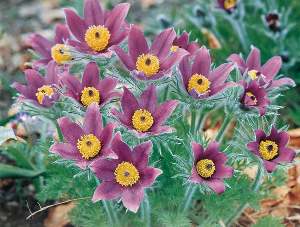 15 bezaubernde Blumen in Rosa- und Fliedertönen zur Verschönerung deines Gartens