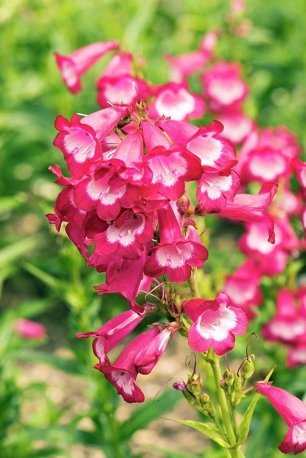 15 bezaubernde Blumen in Rosa- und Fliedertönen zur Verschönerung deines Gartens