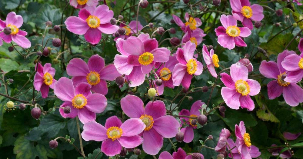 15 bezaubernde Blumen in Rosa- und Fliedertönen zur Verschönerung deines Gartens