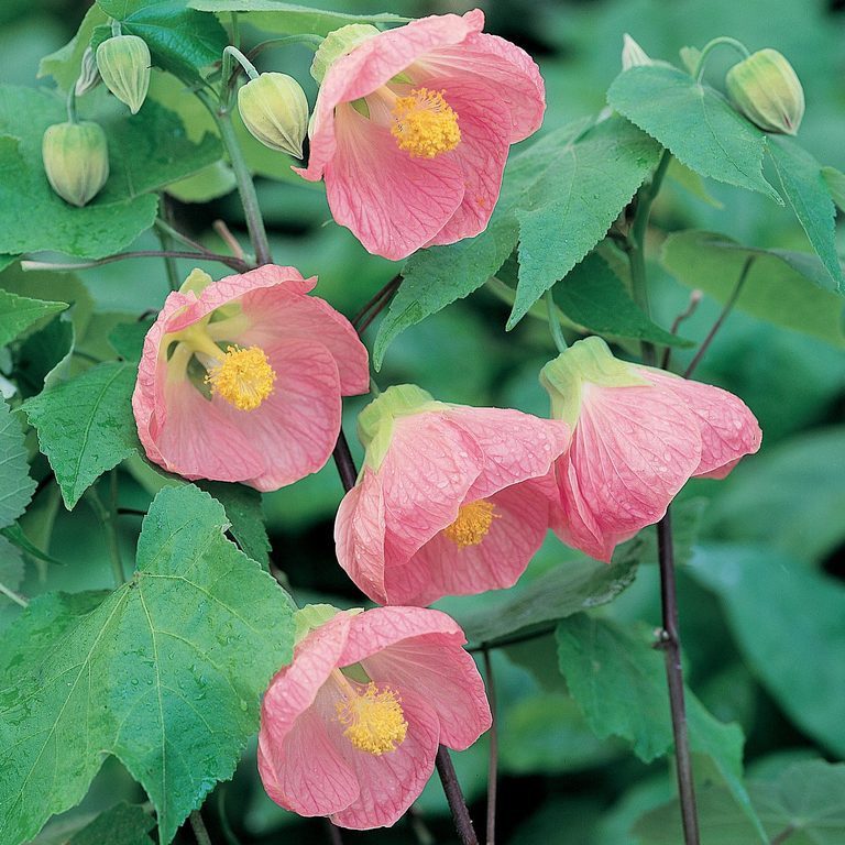 15 bezaubernde Blumen in Rosa- und Fliedertönen zur Verschönerung deines Gartens