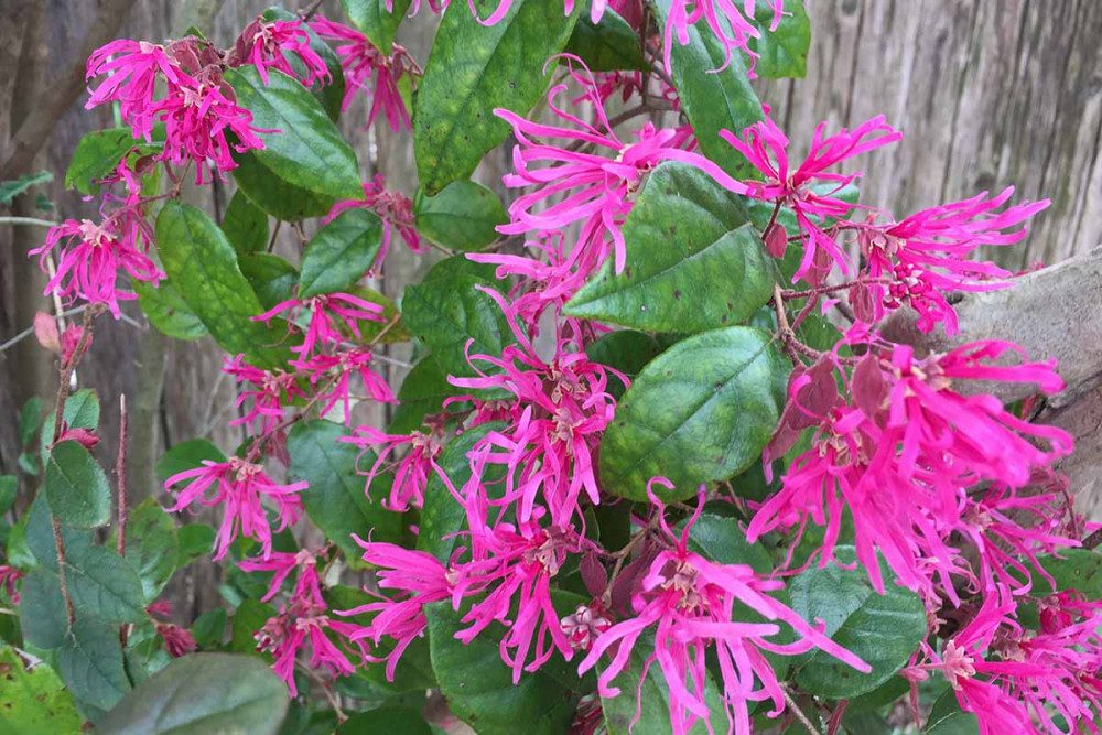 15 bezaubernde Blumen in Rosa- und Fliedertönen zur Verschönerung deines Gartens