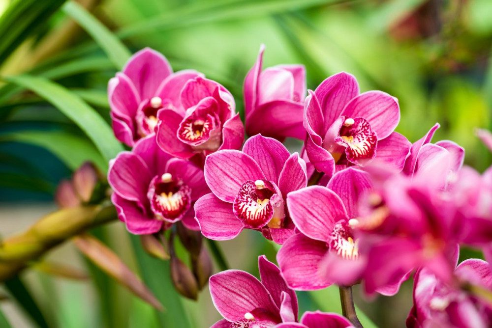 15 bezaubernde Blumen in Rosa- und Fliedertönen zur Verschönerung deines Gartens