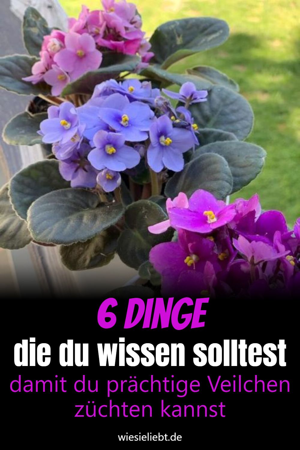 6_dinge_die_du_wissen_solltest_damit_du_praechtige_veilchen_zuechten_kannst