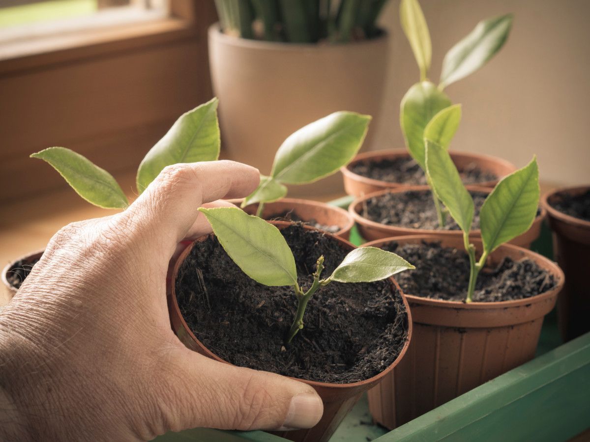 A man's hand picking up a potted Meyer lemon cutting.