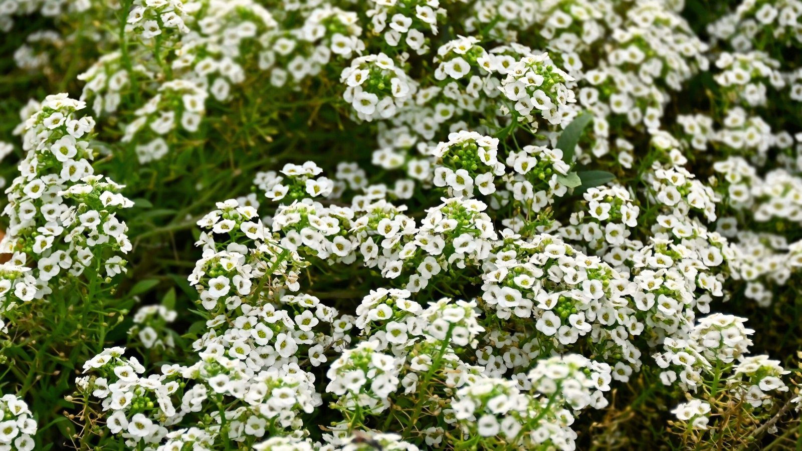 Alyssum