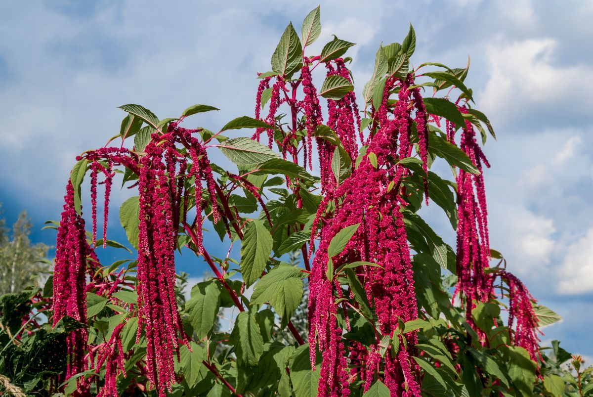 Amaranth (Amaranthus spp.)