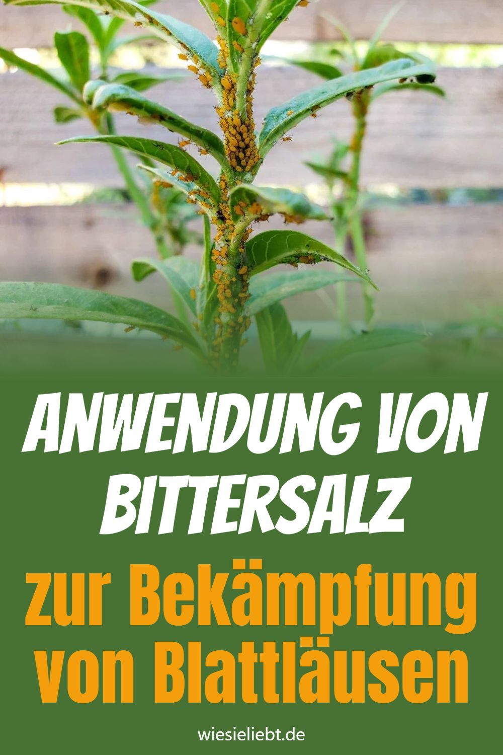 Anwendung von Bittersalz zur Bekämpfung von Blattläusen