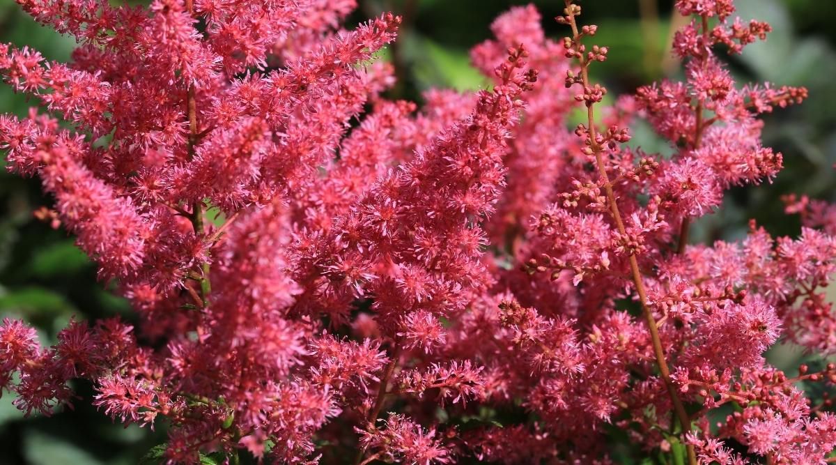 Astilbe