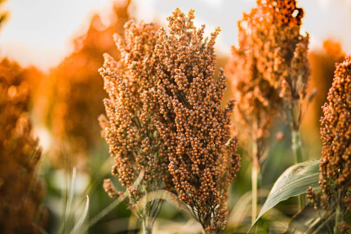 Besenreiser (Sorghum bicolor)