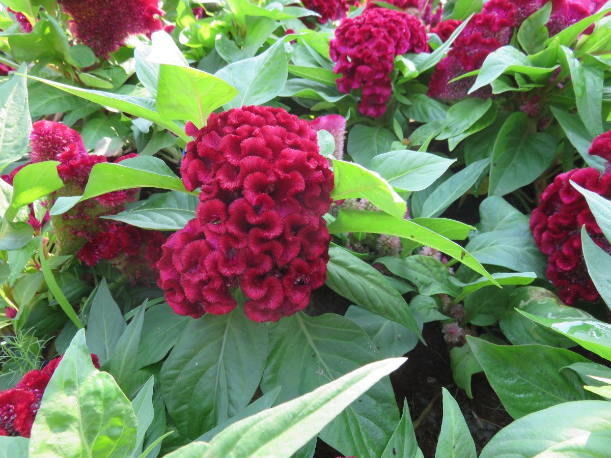 Celosia (Celosia spp.)