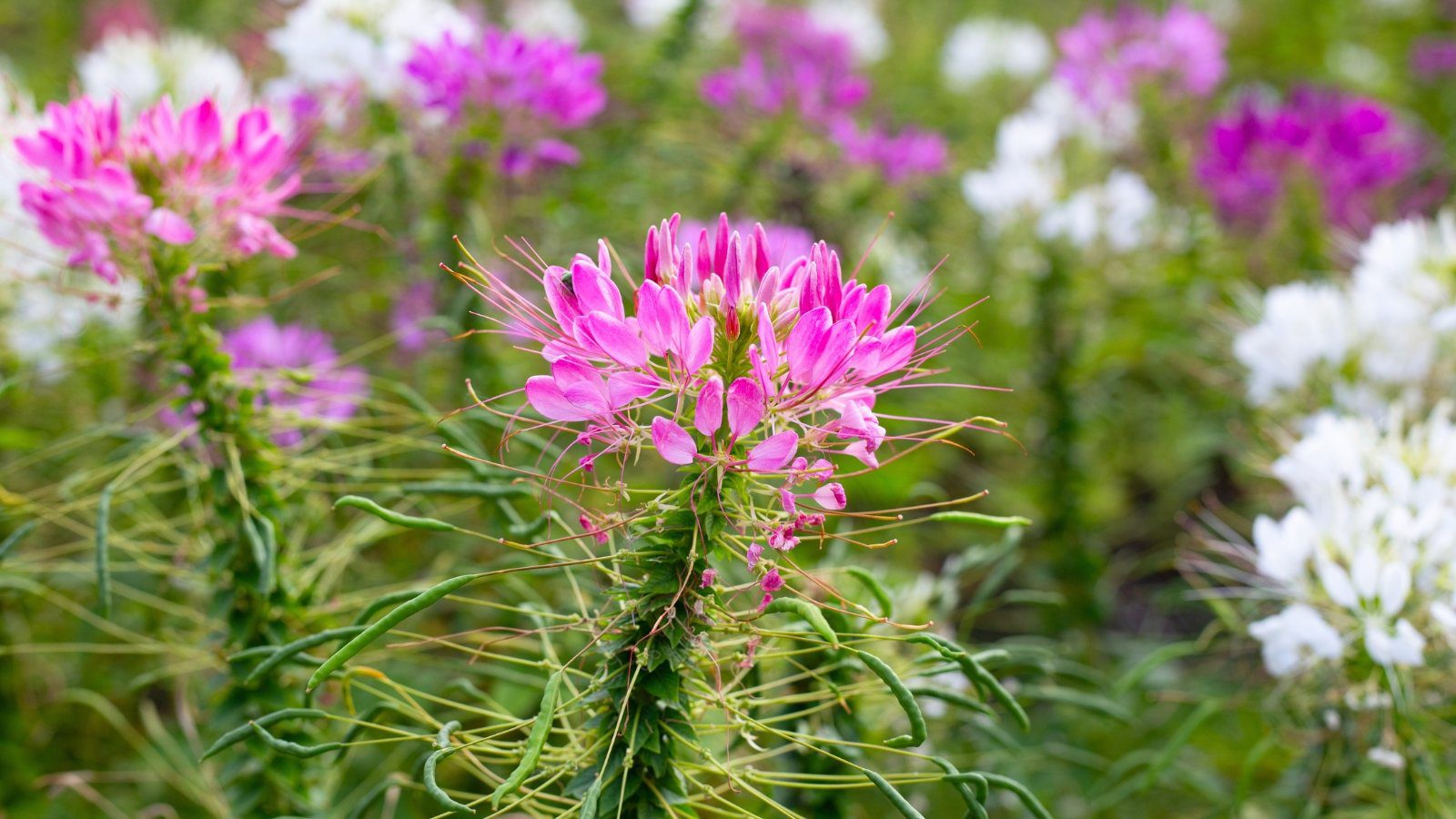 Cleome