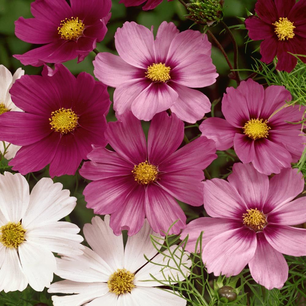 Cosmos (Cosmos bipinnatus)