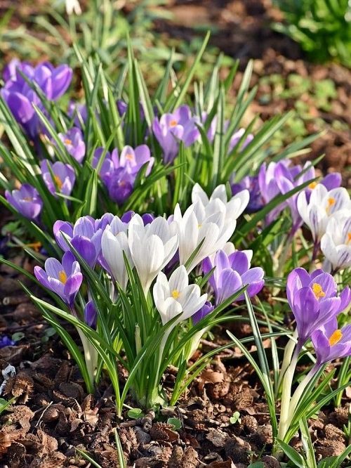 Die besten pollenarmen Blumen für Gärtner mit Allergien