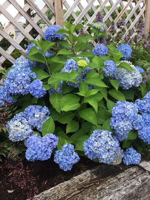 Die besten pollenarmen Blumen für Gärtner mit Allergien