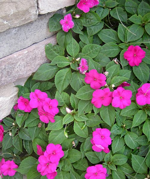 Die besten pollenarmen Blumen für Gärtner mit Allergien