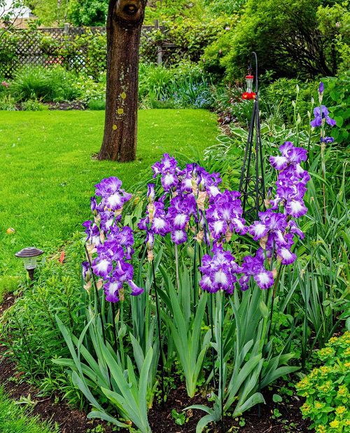 Die besten pollenarmen Blumen für Gärtner mit Allergien