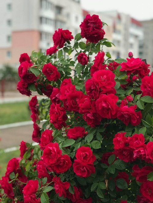 Die besten pollenarmen Blumen für Gärtner mit Allergien