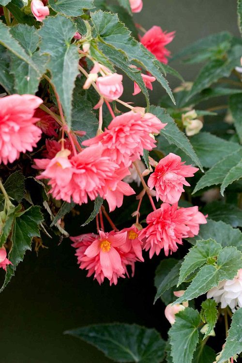 Die besten pollenarmen Blumen für Gärtner mit Allergien