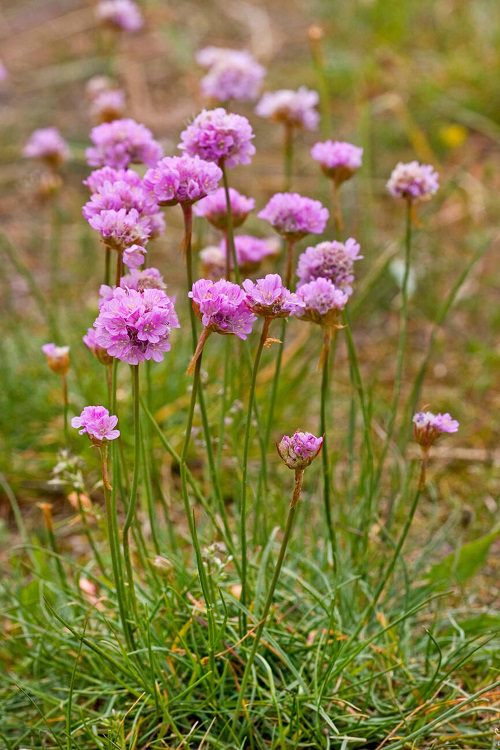 Die besten pollenarmen Blumen für Gärtner mit Allergien