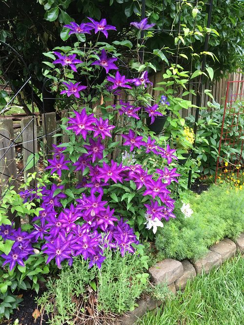 Die besten pollenarmen Blumen für Gärtner mit Allergien