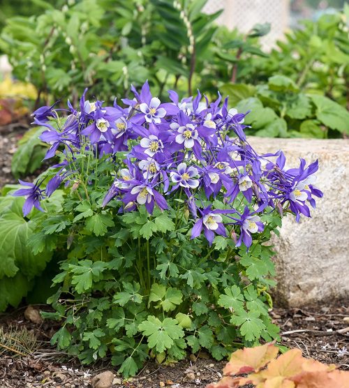 Die besten pollenarmen Blumen für Gärtner mit Allergien