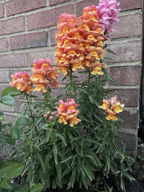 Die besten pollenarmen Blumen für Gärtner mit Allergien