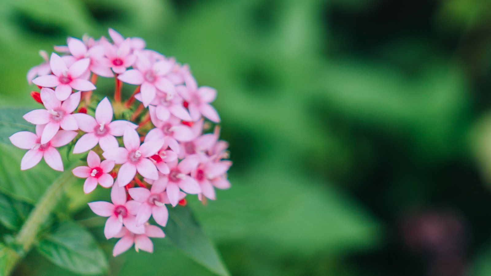 Falling Star Pink Bicolor