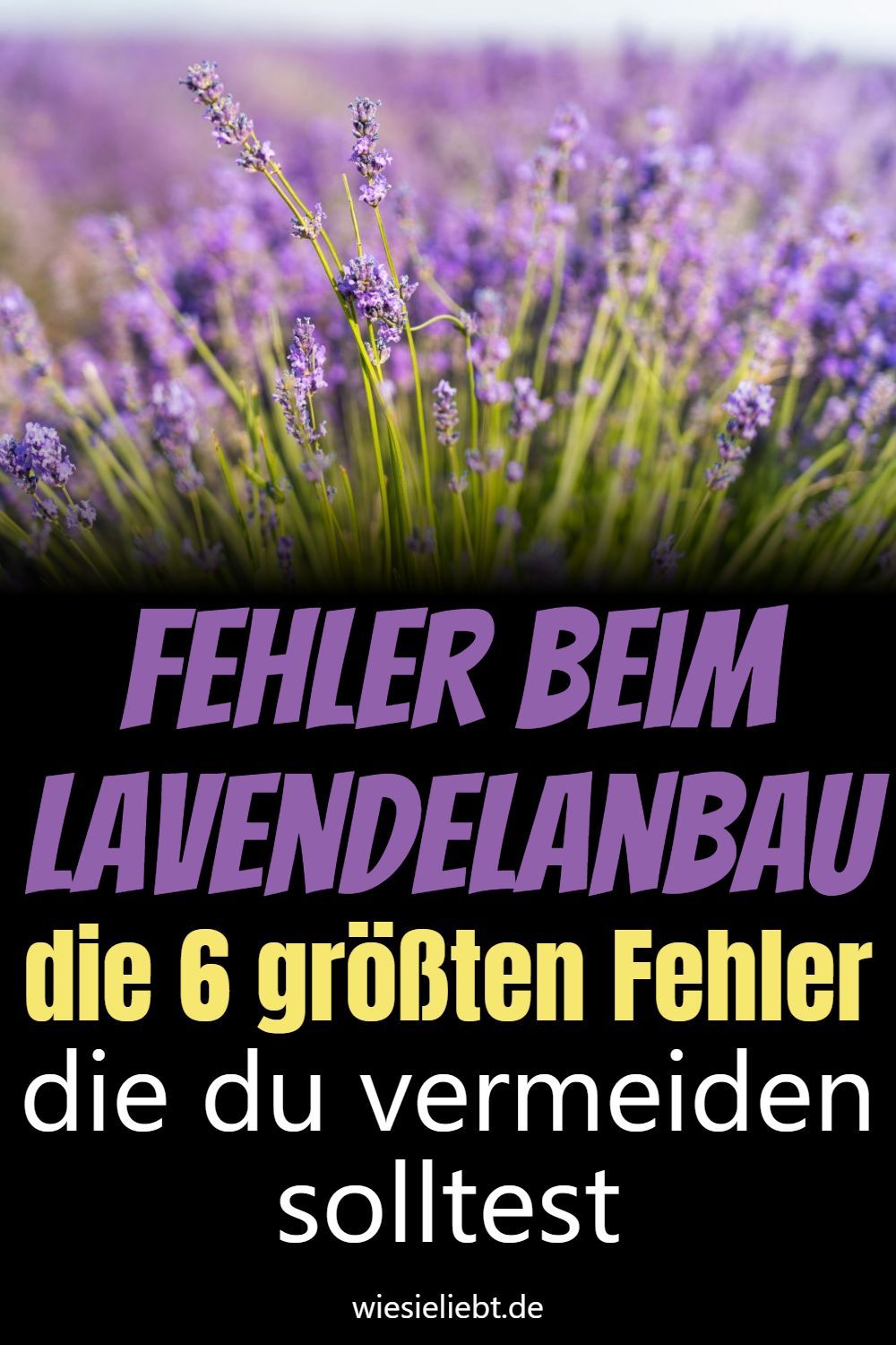 Fehler beim Lavendelanbau die 6 größten Fehler die du vermeiden solltest