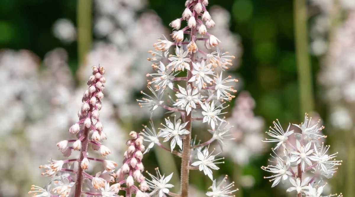 Foamflower