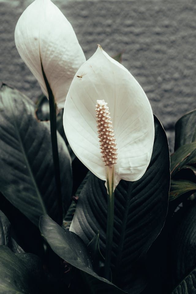 Friedenslilie (Spathiphyllum)