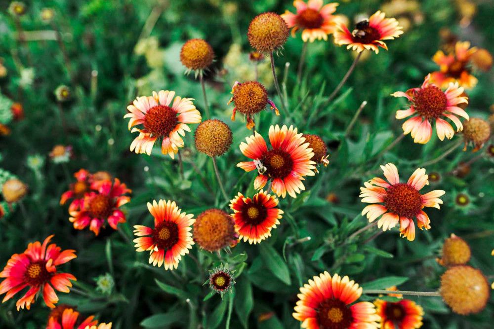 Gaillardia (Gaillardia spp.)