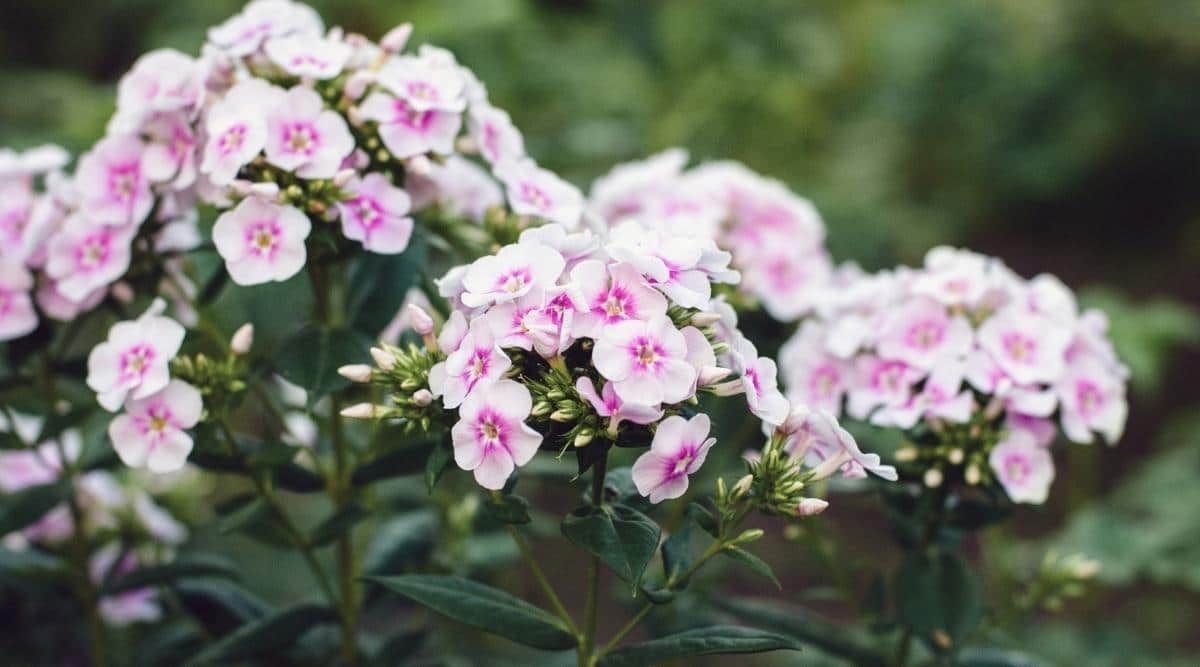 Garten Phlox