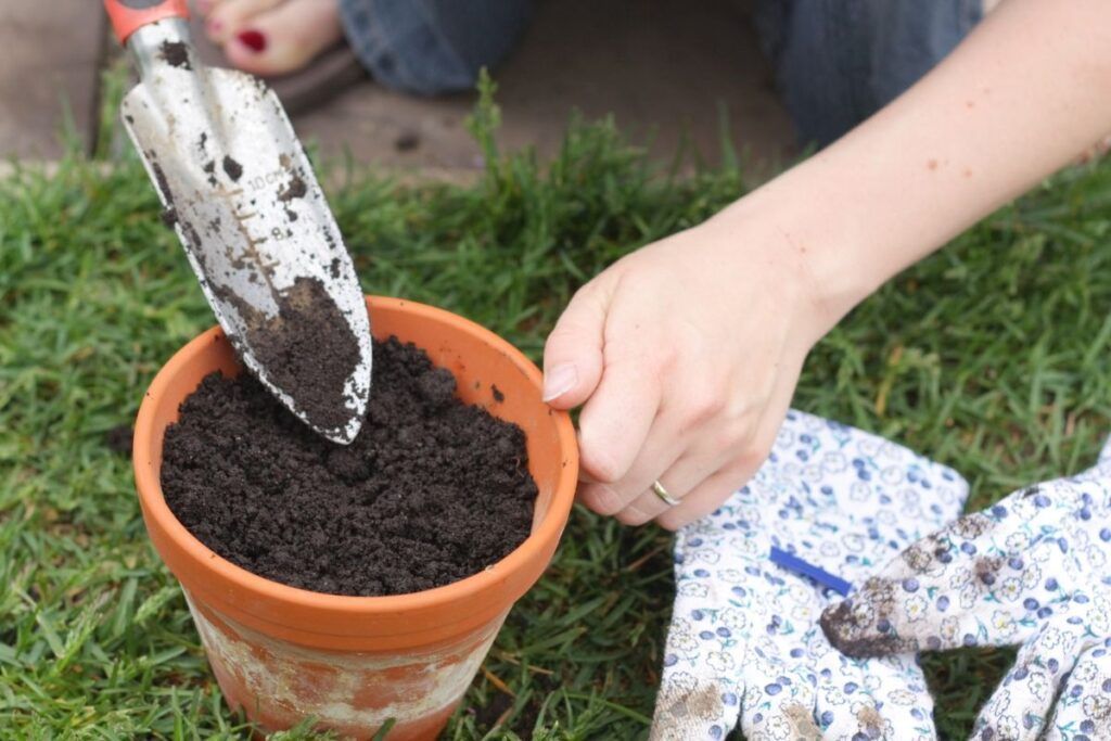 Geeignete Blumenerde verwenden