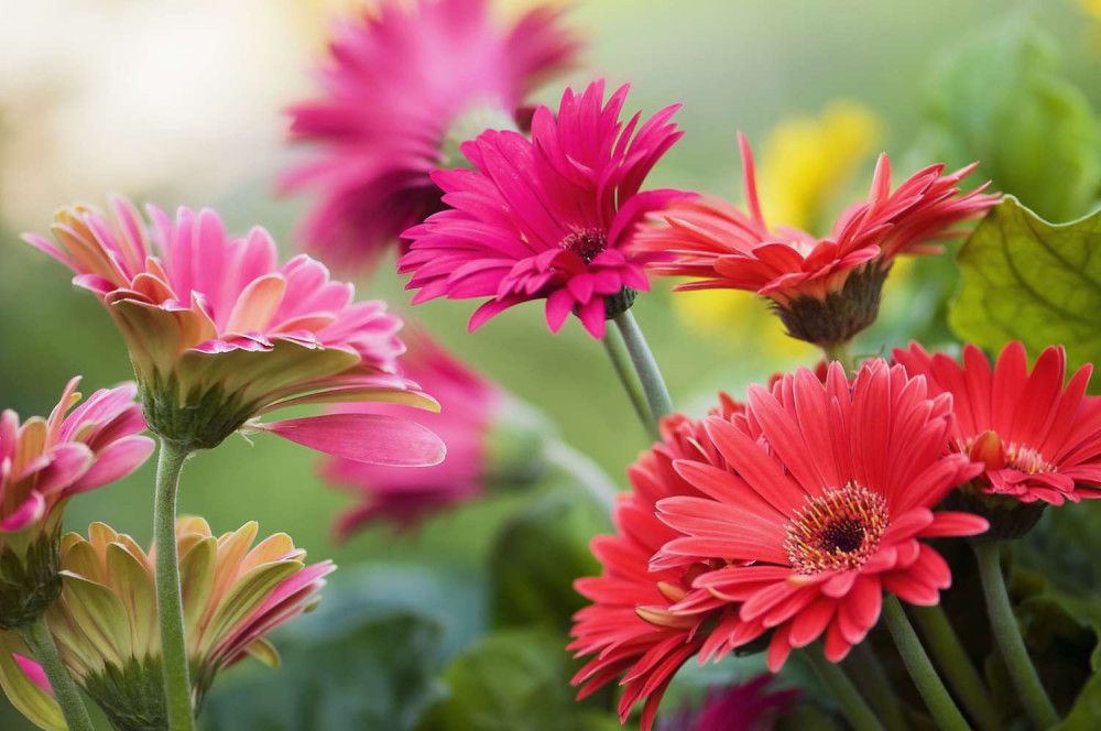 Gerbera-Gänseblümchen (Gerbera jamesonii)