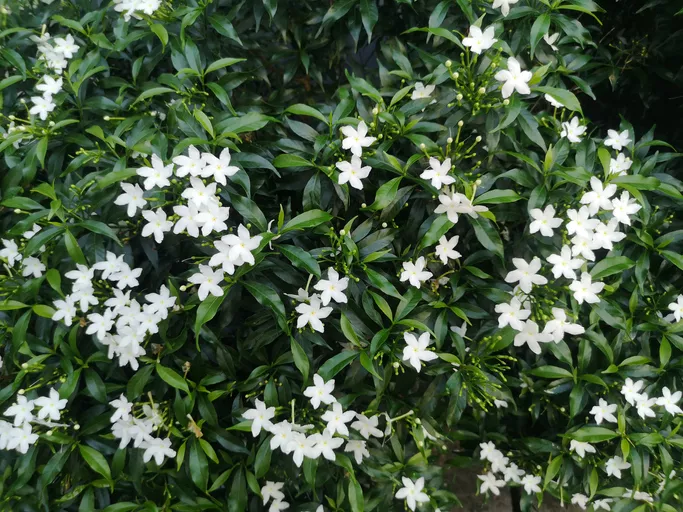 JASMINE