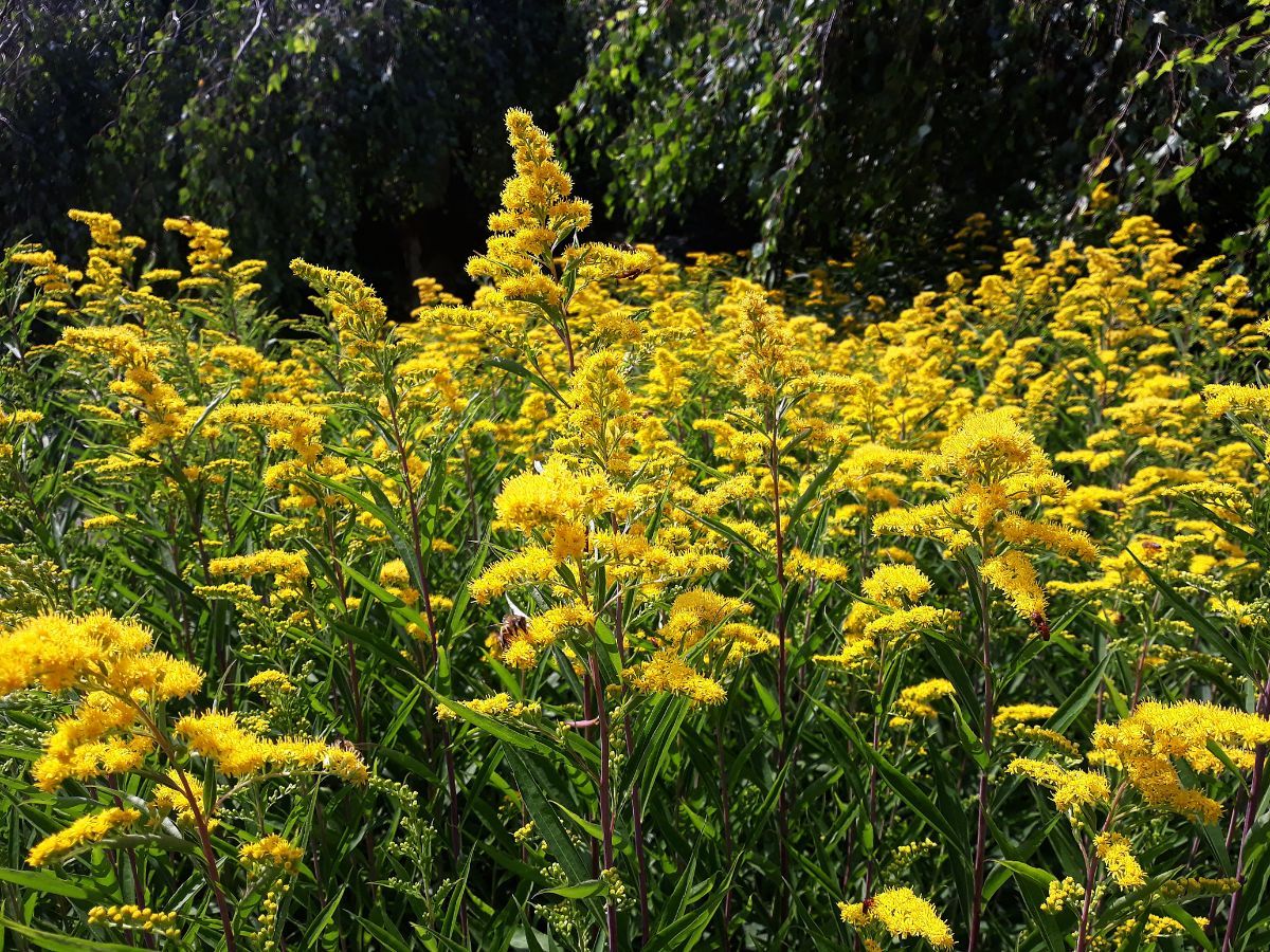 Goldrute (Solidago spp.)