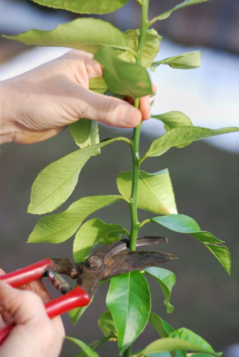 Hands using pruners to make a heading cut on a Meyer lemon tree. 