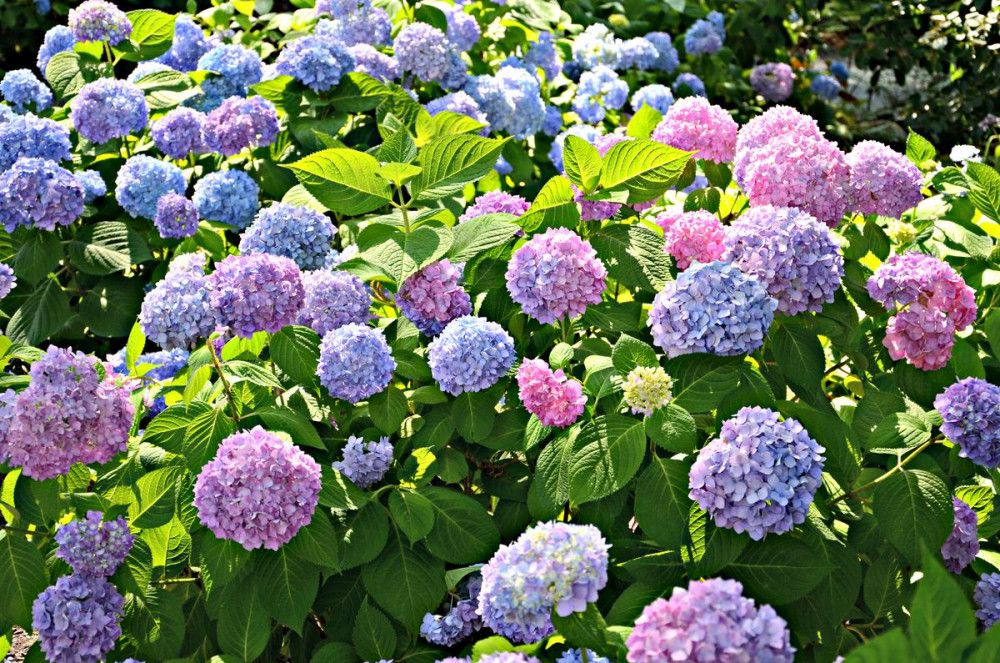 Hortensie (Hydrangea spp.)