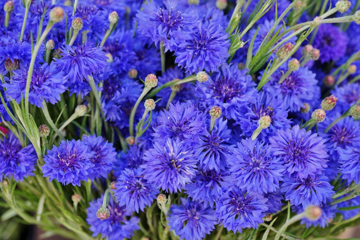 Junggesellenknöpfe (Centaurea cyanus)